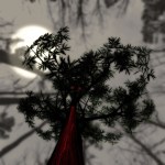 Blood from Black&nbsp;Wattle